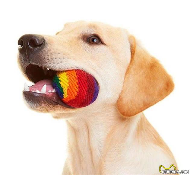想养好一只拉布拉多犬？全方位了解拉布拉多犬的超级攻略