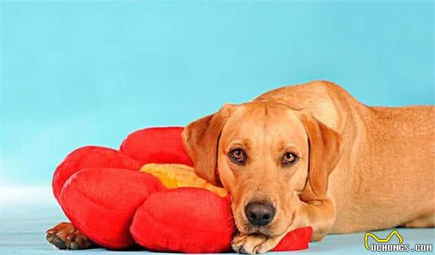 想养好一只拉布拉多犬？全方位了解拉布拉多犬的超级攻略