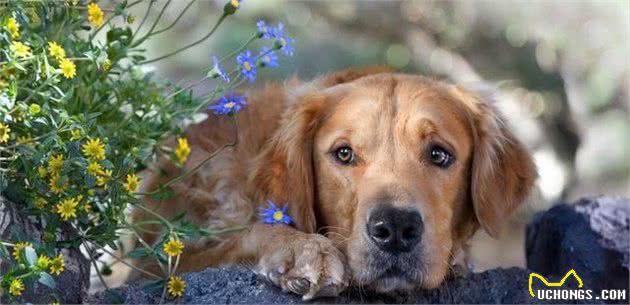 想养好一只拉布拉多犬？全方位了解拉布拉多犬的超级攻略