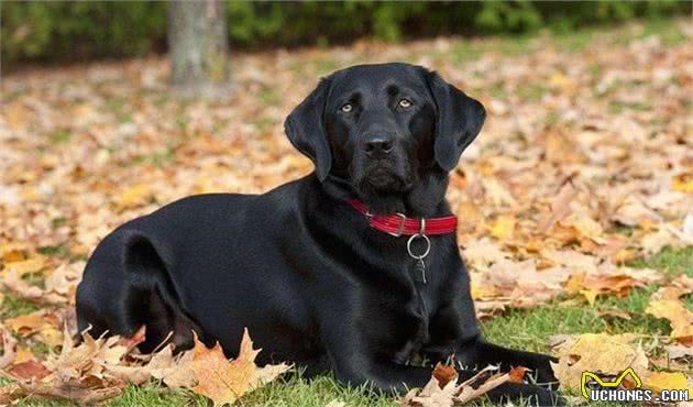 想养好一只拉布拉多犬？全方位了解拉布拉多犬的超级攻略