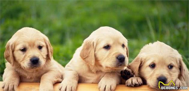 想养好一只拉布拉多犬？全方位了解拉布拉多犬的超级攻略
