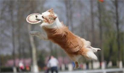 狗狗什么时候开始训练最好