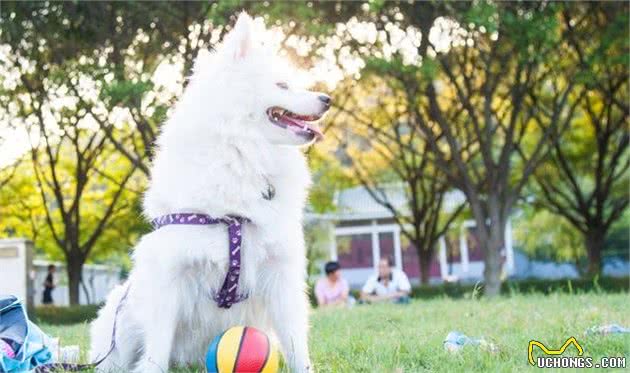 这6种小型犬十分忠心，养过的人，都说不后悔