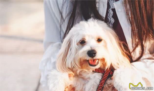 选择犬粮要防止哪些误区？要注意哪些问题，才能选择合适的犬粮