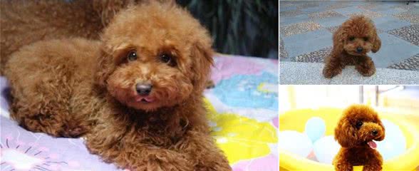 泰迪犬真的不聪明吗？高智商的泰迪犬会有5种表现，你家的有吗？