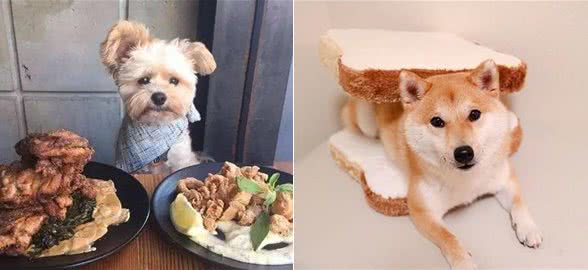 狗狗吃东西，好像猪八戒吃人参果直接吞咽，莫非不怕噎着吗？