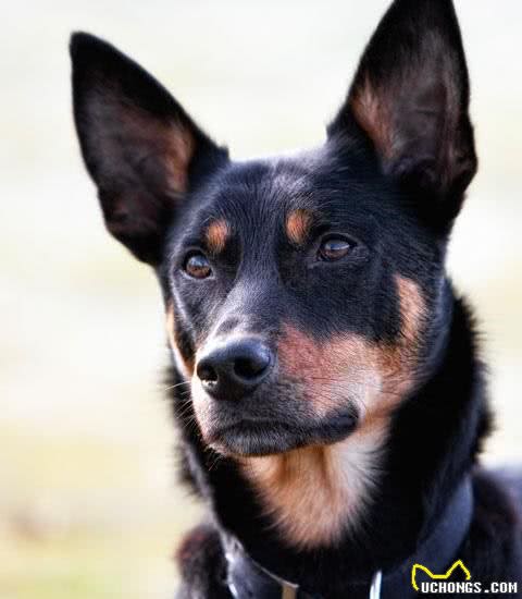 这只二战时被炸伤腿的幼犬，救了全基地的人的命