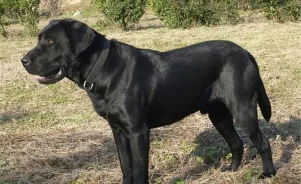 狗狗的绝育方式及手术注意事项