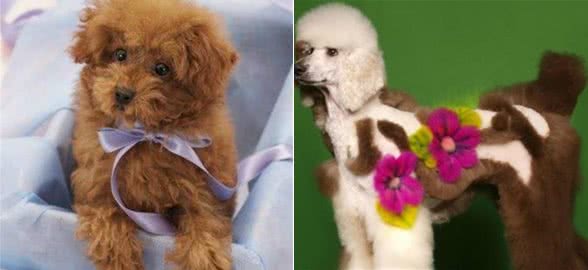 贵宾犬能吃什么水果？这类水果比砒霜还毒，一定得远离！