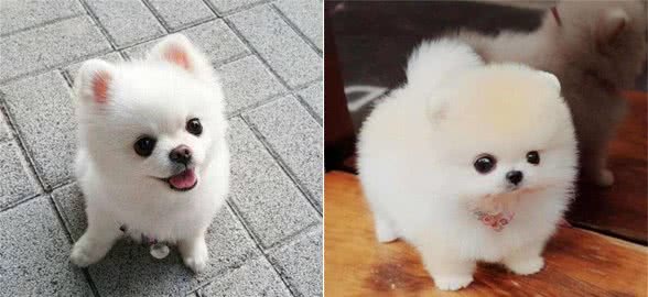 不知道怎么挑选纯种博美犬？送你几个小技巧，从此不再上当受骗