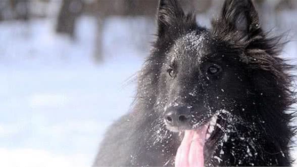 世界三大优秀军犬：中国昆明犬上榜，最后一个可谓缉毒神器！