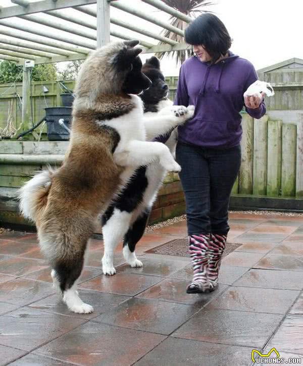 美国人把秋田犬培养成美系秋田犬之后，日本人不愿意了