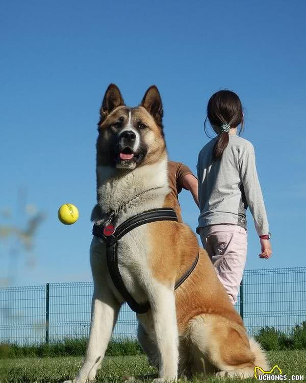 美国人把秋田犬培养成美系秋田犬之后，日本人不愿意了