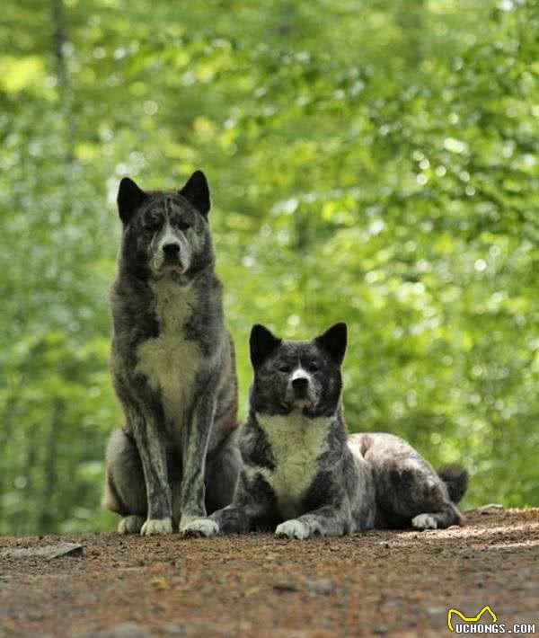 美国人把秋田犬培养成美系秋田犬之后，日本人不愿意了