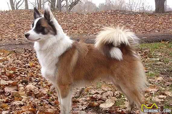 冰岛唯一的本土犬种—冰岛牧羊犬