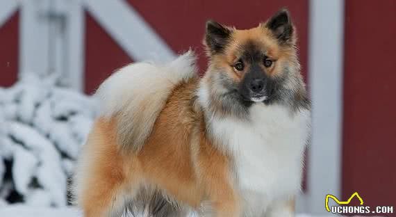 冰岛唯一的本土犬种—冰岛牧羊犬