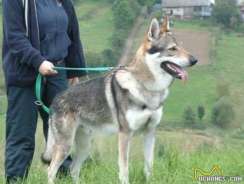 由特种部队专门培养出来的特种犬，果真不同