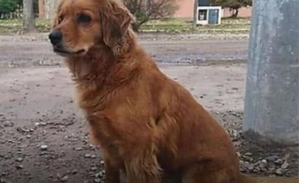 金毛猎犬在警局外待了一年,警察被它感动,它还要再待两年
