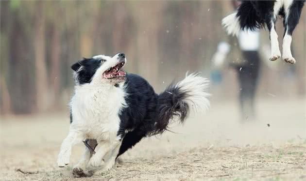 边牧犬一直“发抖”可不是怕冷，有这些原因，多是在向你求救