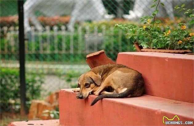 犬护食的三点成因，主人盲目教训不可取，正确了解才能获得认同