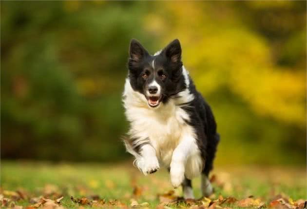 你不能不知道的全球最优秀的犬种，边境牧羊犬！