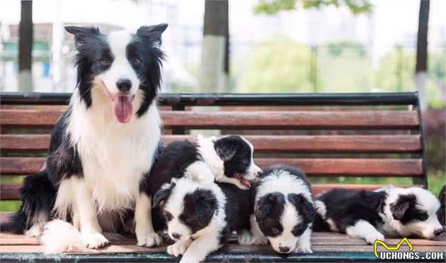 你不能不知道的全球最优秀的犬种，边境牧羊犬！