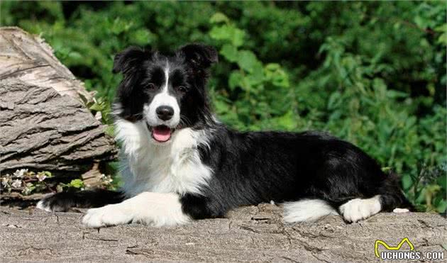 你不能不知道的全球最优秀的犬种，边境牧羊犬！