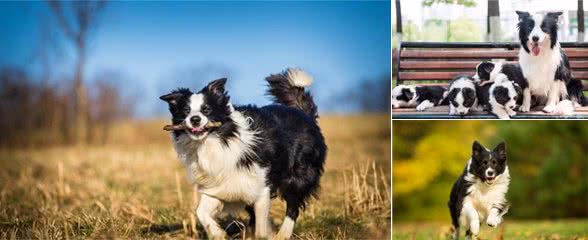 你不能不知道的全球最优秀的犬种，边境牧羊犬！