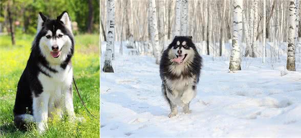 冰天雪地里的车夫—马拉姆特犬