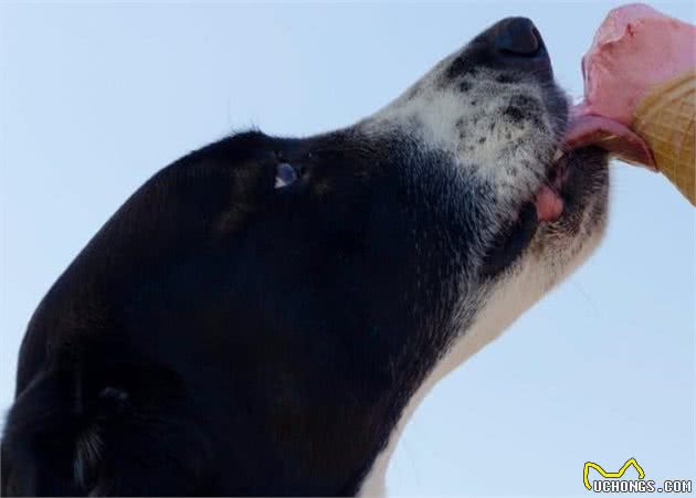 大、中、小型犬对犬粮有哪些不同需求，如何为狗狗选择合适犬粮