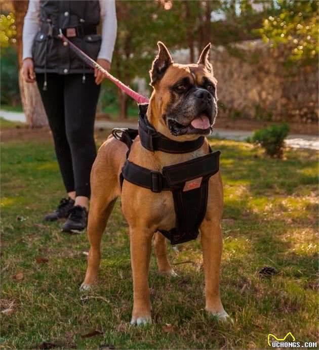 |狗课堂｜全球公认的十大猛犬，最后一种极度危险，见到快跑