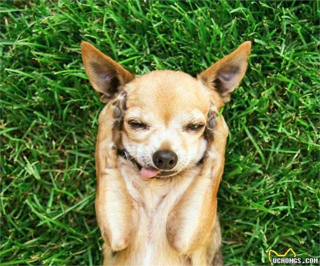 难以忍耐寂寞的犬种，没有主人的陪同就会伤心