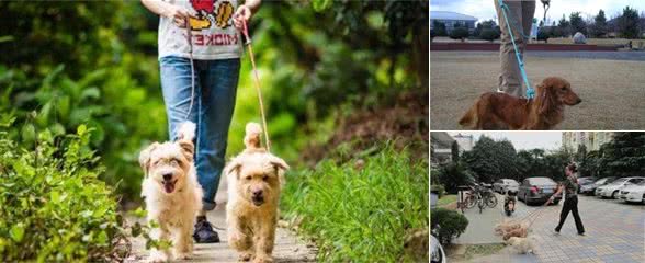 带狗狗出去玩时，为什么有的狗狗会拉着主人拼命乱跑？原因有5个