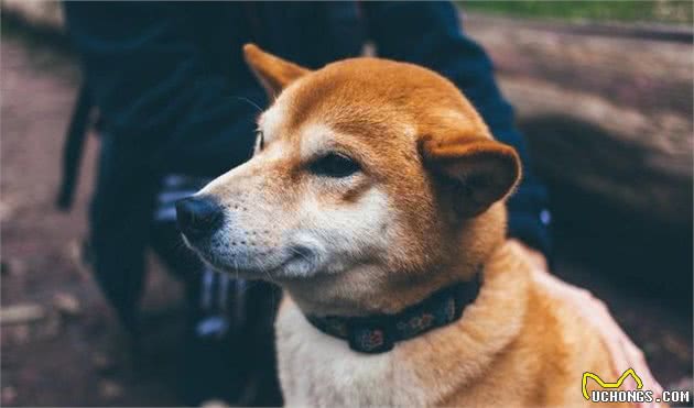 柴犬和秋田犬的区别，从这五点看，轻松区分