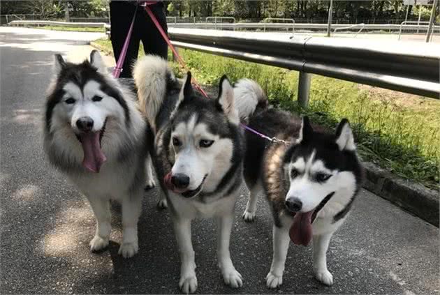 柴犬和秋田犬的区别，从这五点看，轻松区分