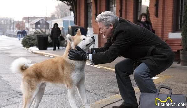 柴犬和秋田犬的区别，从这五点看，轻松区分