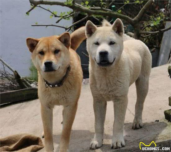 中华田园犬其实不土，这几种“高颜值”土狗，你最爱哪一种？