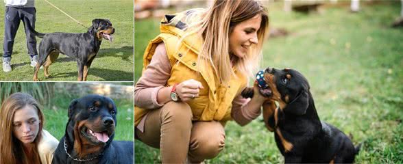 罗威纳犬的6大缺陷，网友：就算想养也不敢养