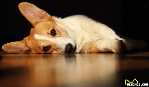 威尔士柯基犬，它是用什么降服了女王？！