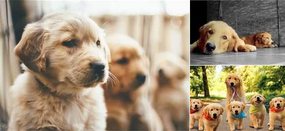 解读“金毛寻回犬”，当今社会最流行的犬种，智商排名世界前列