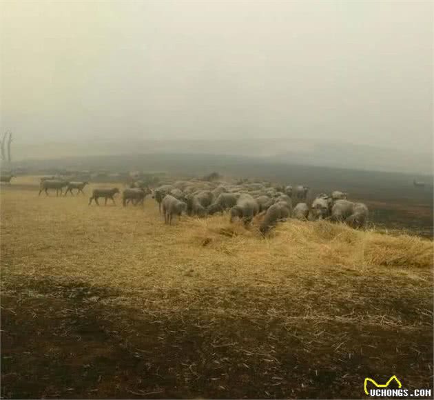 专业牧羊犬到底有多牛：临危不惧，澳大利亚大火蔓延勇救羊群