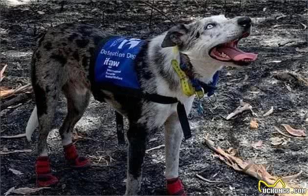 专业牧羊犬到底有多牛：临危不惧，澳大利亚大火蔓延勇救羊群