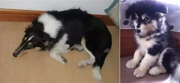 狗子搞破坏被主人当场抓住后，居然是这类反应！