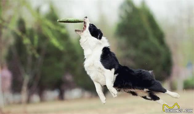 要是你养狗，你会选择边牧犬吗？细数边境牧羊犬优缺陷，还是盘它！