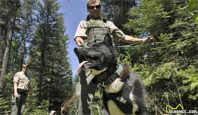 俄罗斯境内，它比高加索犬更具野性，猎熊专用，由雪山原住民饲养