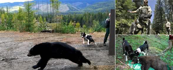 俄罗斯境内，它比高加索犬更具野性，猎熊专用，由雪山原住民饲养