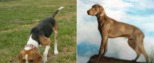 FCI的10个犬种组