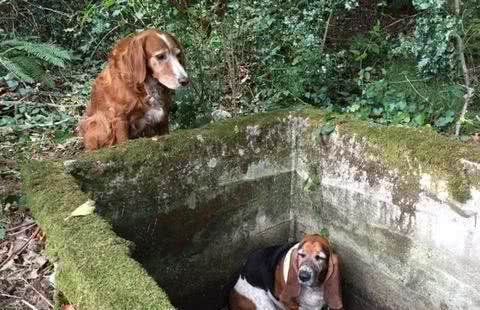 田地坑旁边坐着一只黄金猎犬，靠近一看让人感动不已！