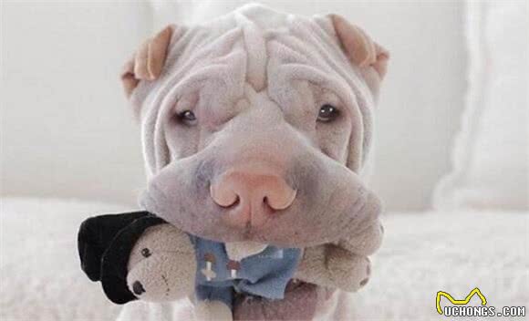 养好沙皮犬，你不可不知道的小秘密