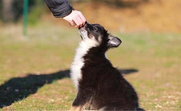 犬粮到底要怎么选？不妨留意下成分表，适合狗狗的才是最好的